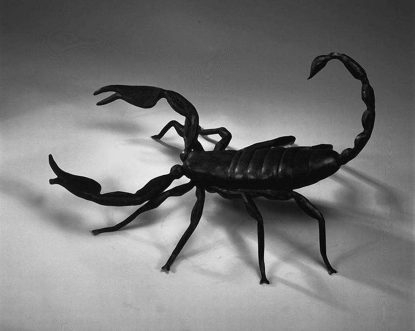 scorpions HD wallpaper