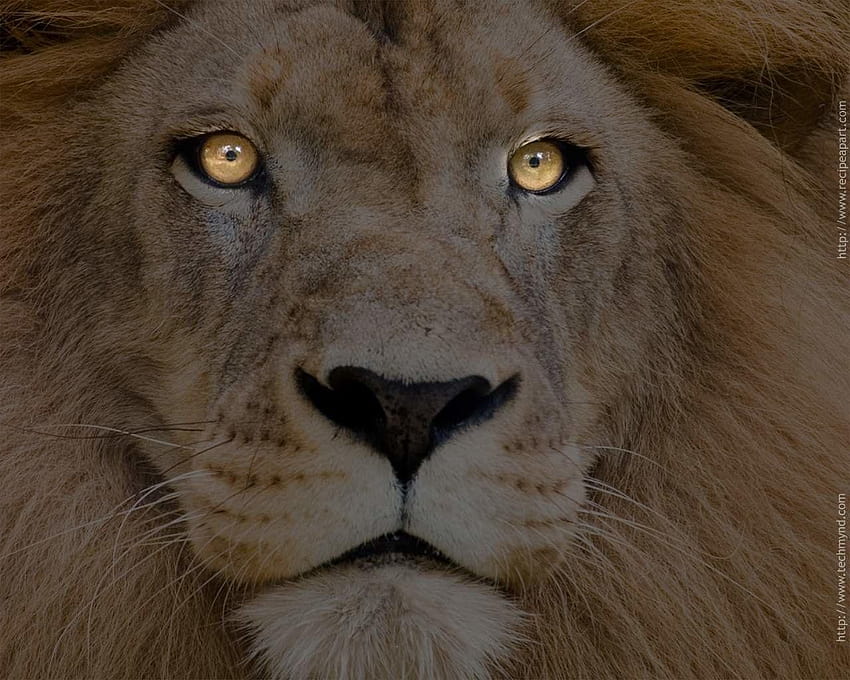 1108 Lion, lion eyes HD wallpaper