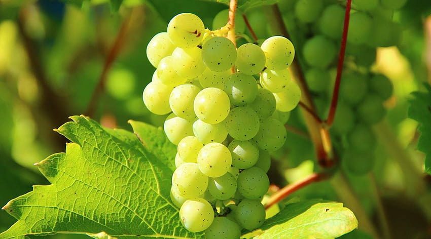 Grapes: How they reached India, types and health benefits, green grapes HD wallpaper