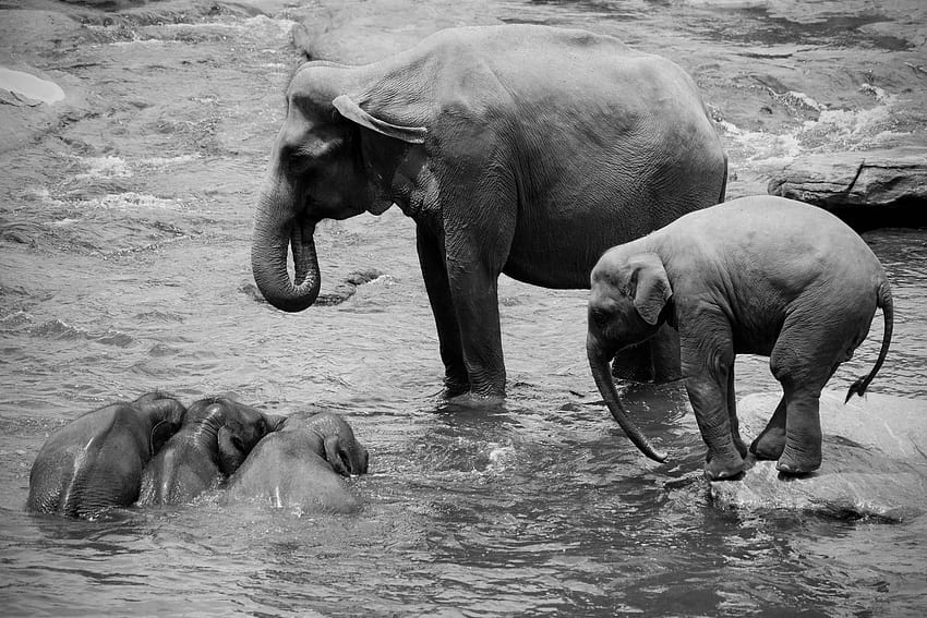 Éléphant noir et blanc 07887, éléphant blanc Fond d'écran HD