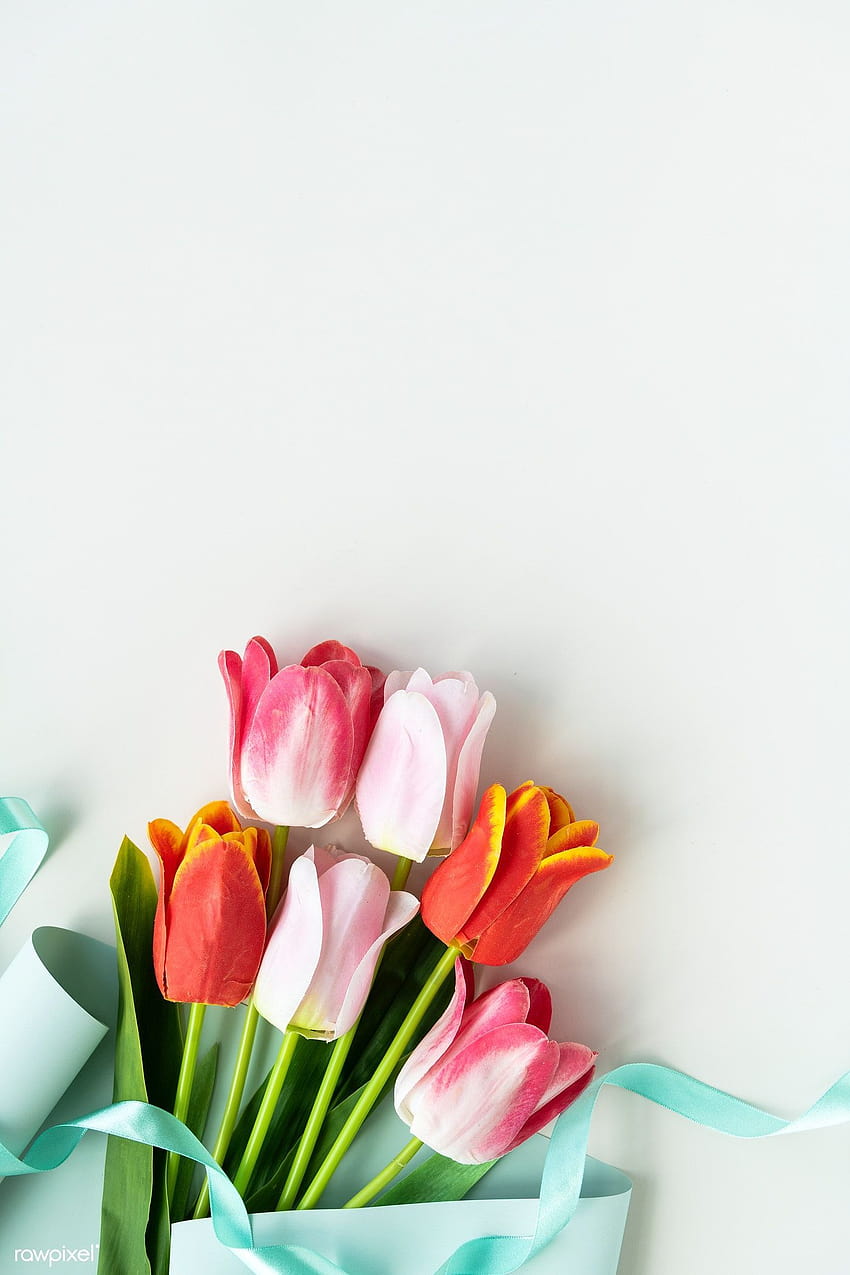 Premium de tulipanes rosas y naranjas sobre s blancos en blanco, ramo de tulipanes naranjas fondo de pantalla del teléfono