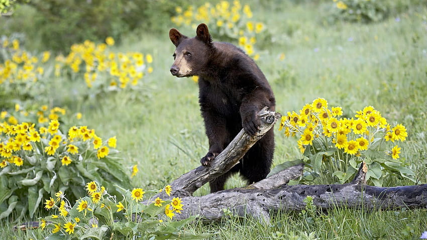 animals, bears, sunflowers, black bear, baby animals ::, black bears HD wallpaper