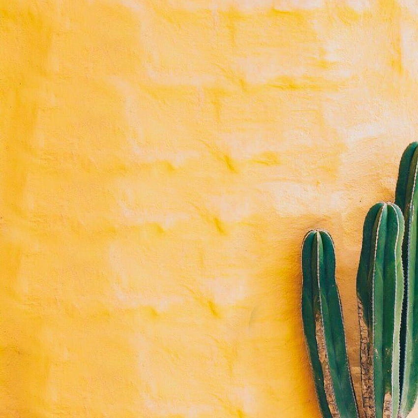 żółte tła z zielonymi kaktusami, dekoracje ślubne, estetyczne kolorowe kaktusy Tapeta na telefon HD
