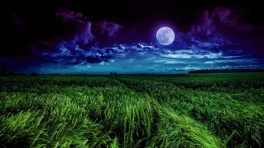 trigo verão noite céu noturno campo de trigo papel de parede HD