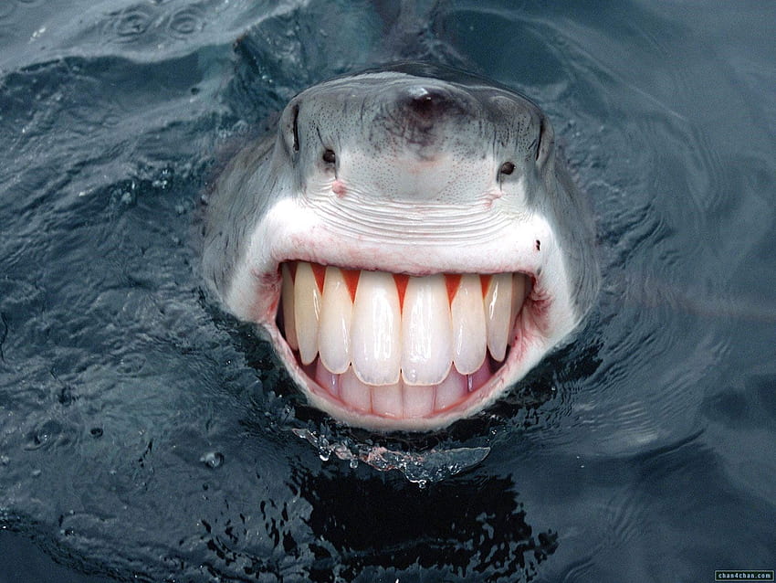 Water sharks smiling teeth HD wallpaper
