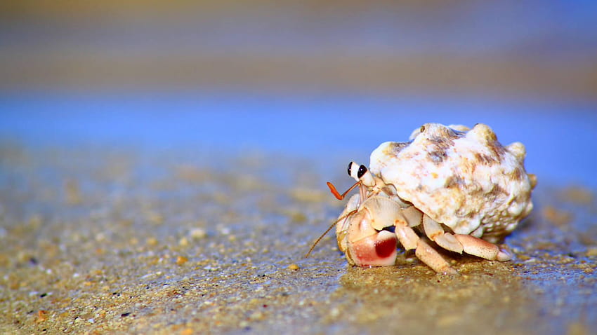 Most viewed Hermit Crab HD wallpaper