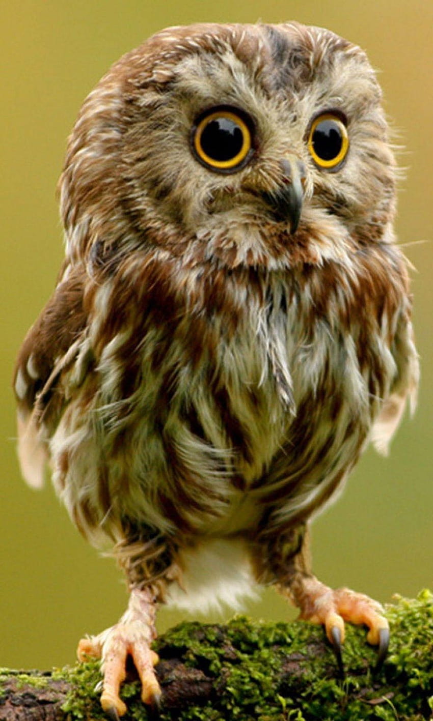 Cute Owl Mobile, cute owl for android HD phone wallpaper | Pxfuel