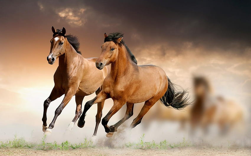 Brown Horse Running In Water, brown arabian horse HD wallpaper