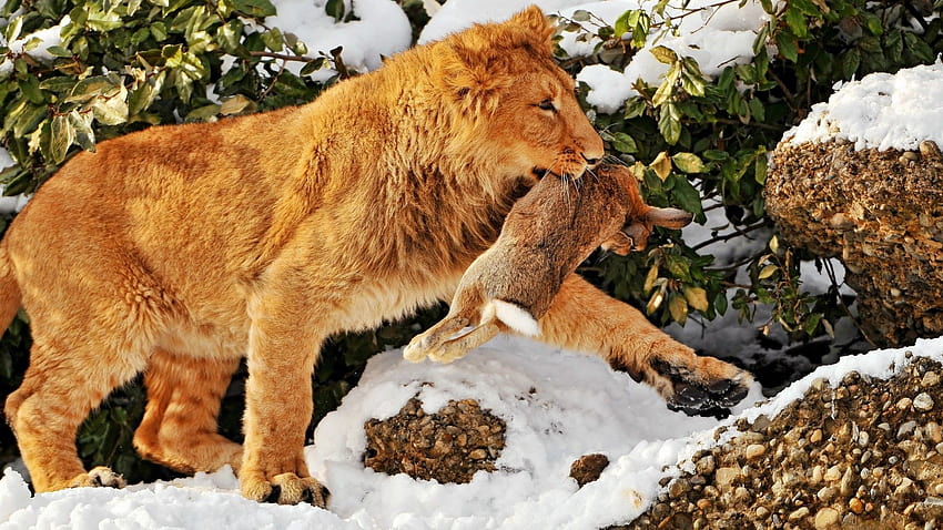 : lion, hare, hunting, predator, Prey, snow 1920x1080, lion hunting HD wallpaper