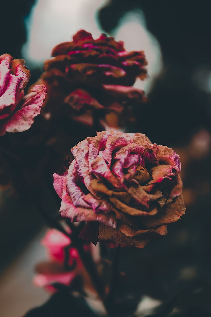 Sterbende Blume, verwelkte Blumen HD-Handy-Hintergrundbild