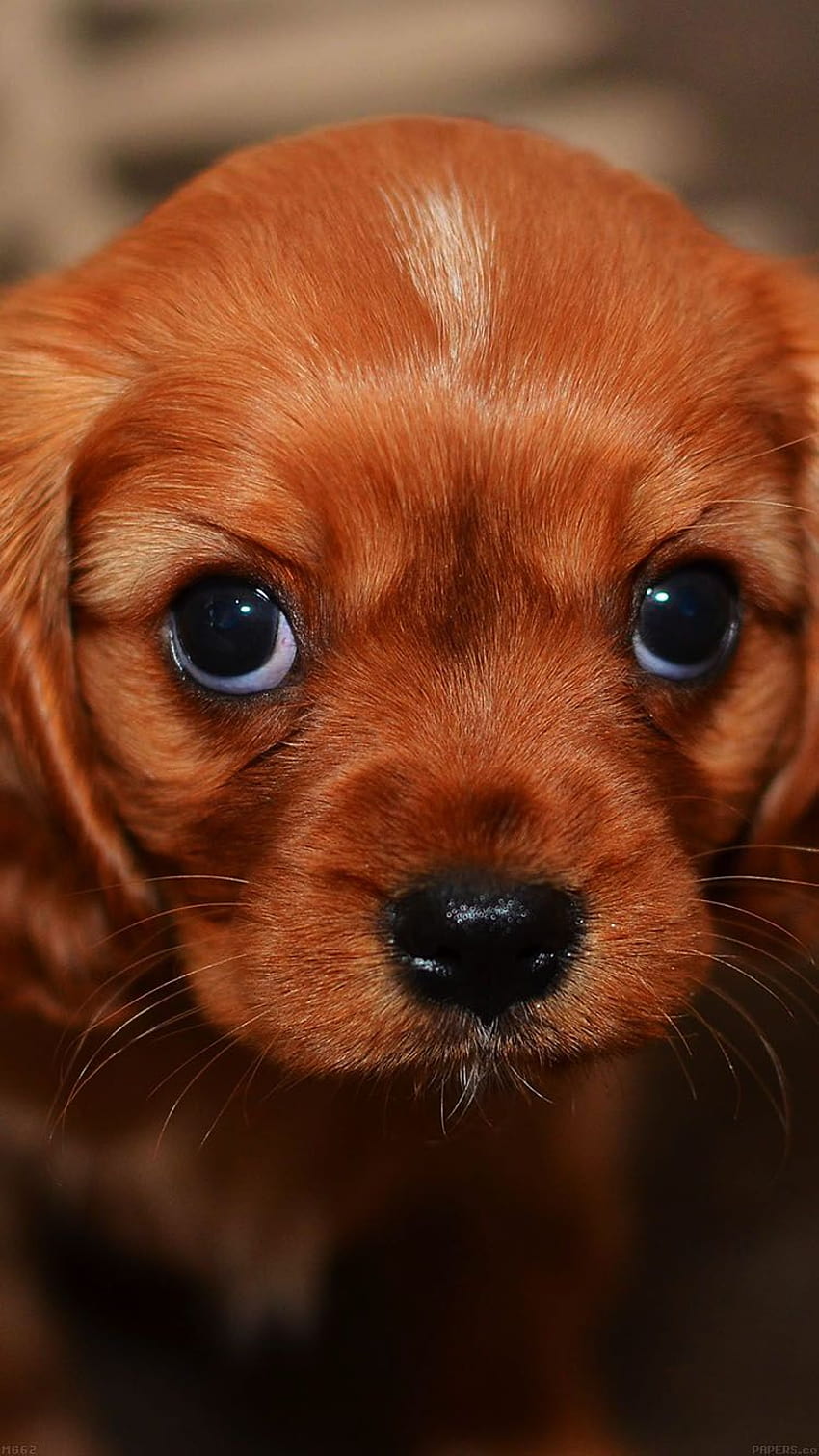↑↑TOCCA E SCARICA L'APP! Animali Cute Puppy For Girls Dog Ginger Girly iPhone 6, simpatico animale domestico femminile Sfondo del telefono HD