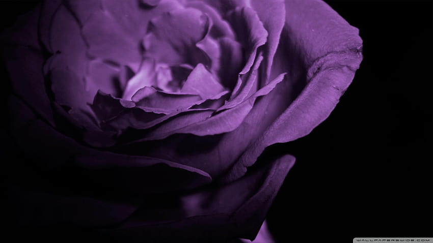 Purple rose in the shade 1366x768, purple shade HD wallpaper