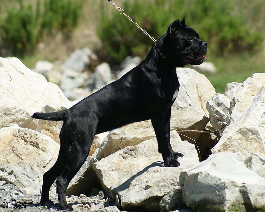 Brave Corso dog, cane corsos dogs HD wallpaper
