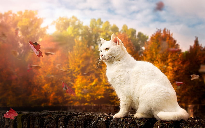 Gatto bianco occhi gialli autunno, gattini autunnali Sfondo HD