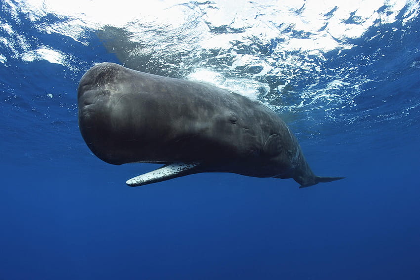 푸른 고래, 동물, 수중, 고래, 향유 고래, 북극 고래 HD 월페이퍼