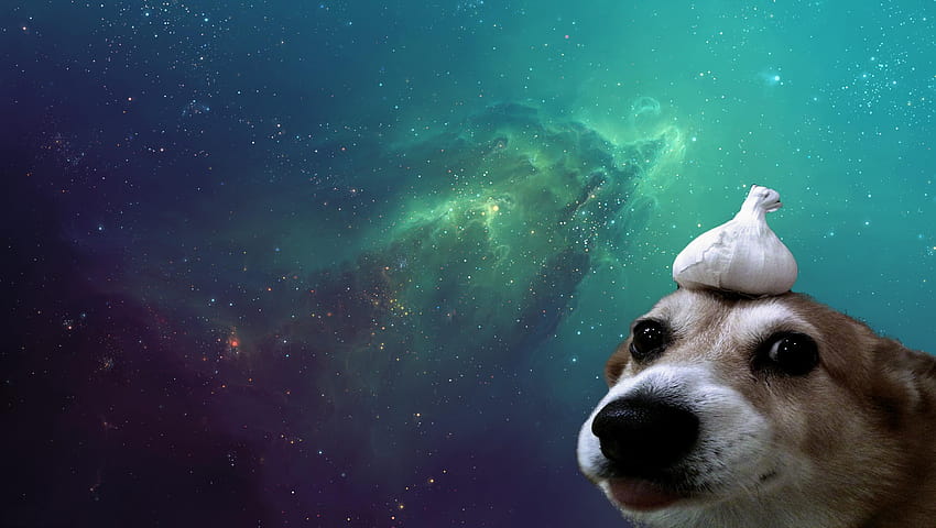 2 Dog Memes, puppy memes HD wallpaper