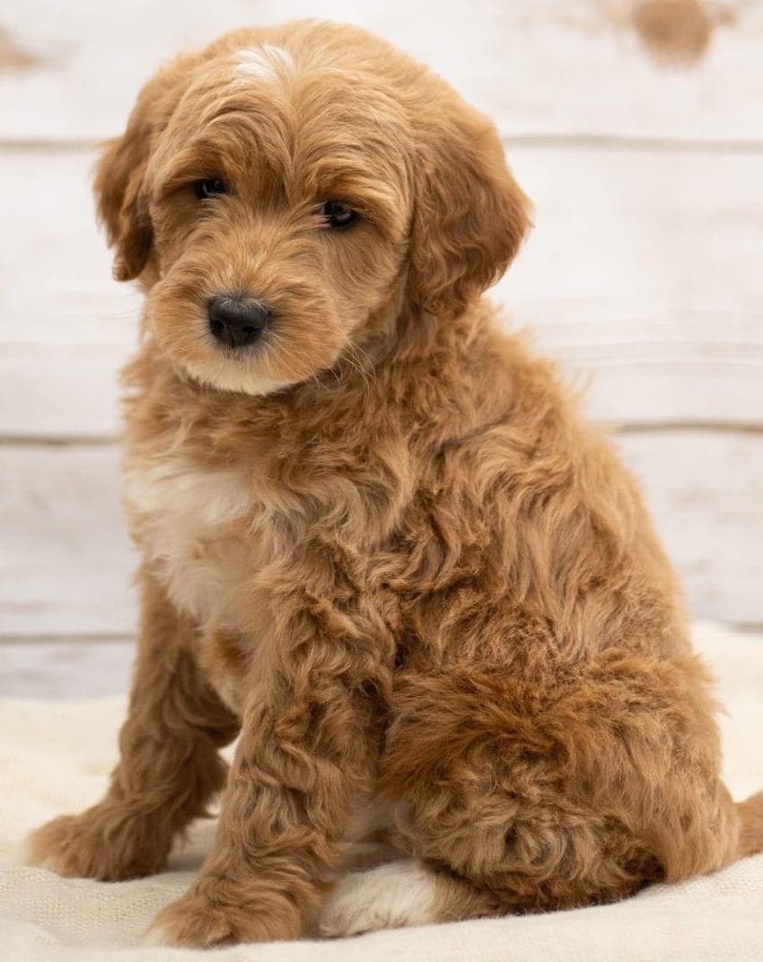Mini Goldendoodle Puppies For Sale HD phone wallpaper