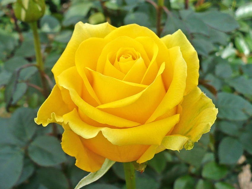 Die einzelne gelbe Rose, wie die, die du Dad gebracht hast, als du dich kennengelernt hast HD-Hintergrundbild