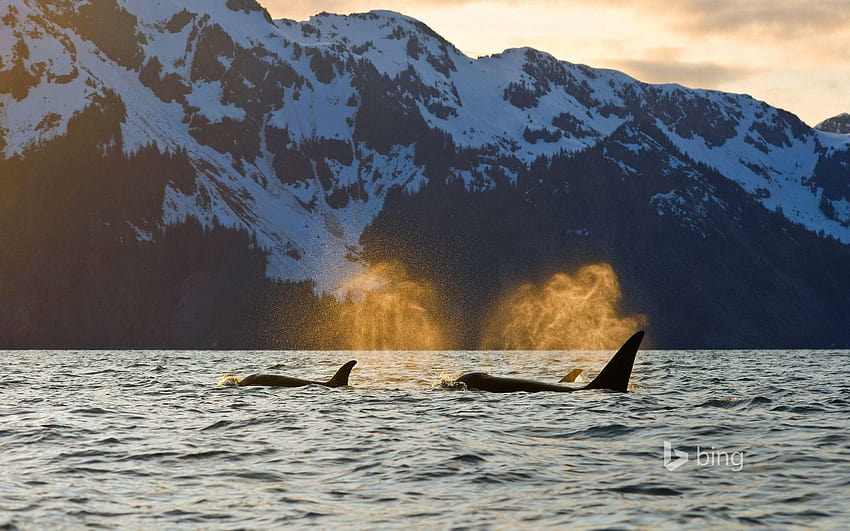 Orcas in Resurrection Bay near Kenai Fjords National Park, Alaska HD wallpaper
