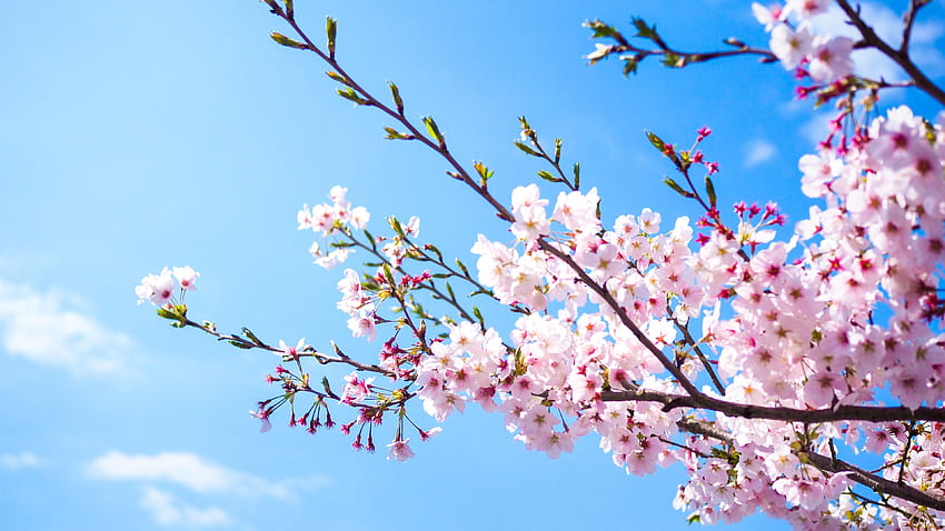 Bunga sakura merah muda, langit biru, musim semi 3840x2160 U, musim semi 3840x2160 Wallpaper HD