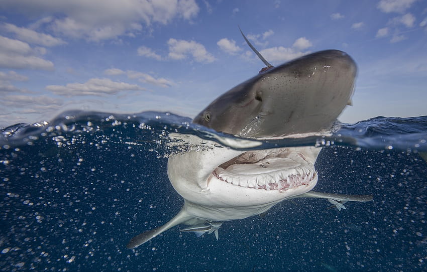 Wasser, Ozean, Hai, Mund, Abschnitt животные, Haifischmaul HD-Hintergrundbild