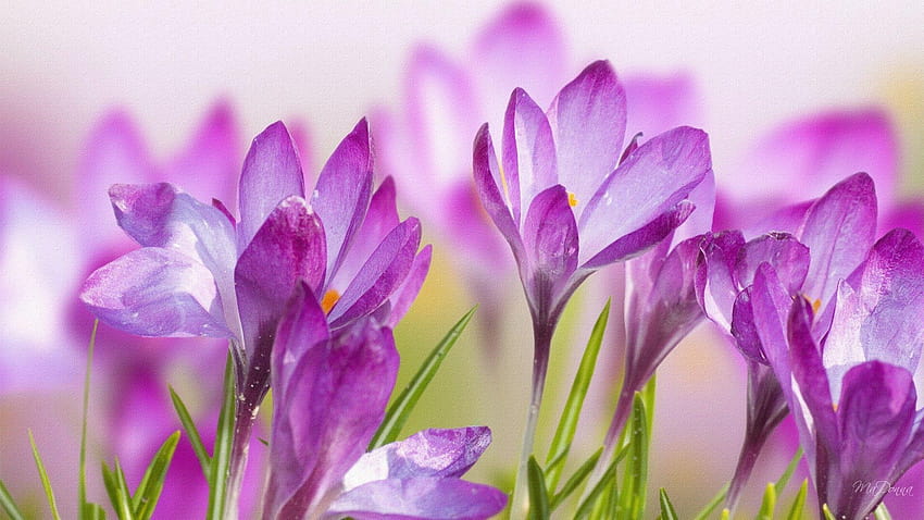 Цветя: Firefox Crocus Lavender Purple Persona Summer Spring Flower, лавандулов цвят HD тапет
