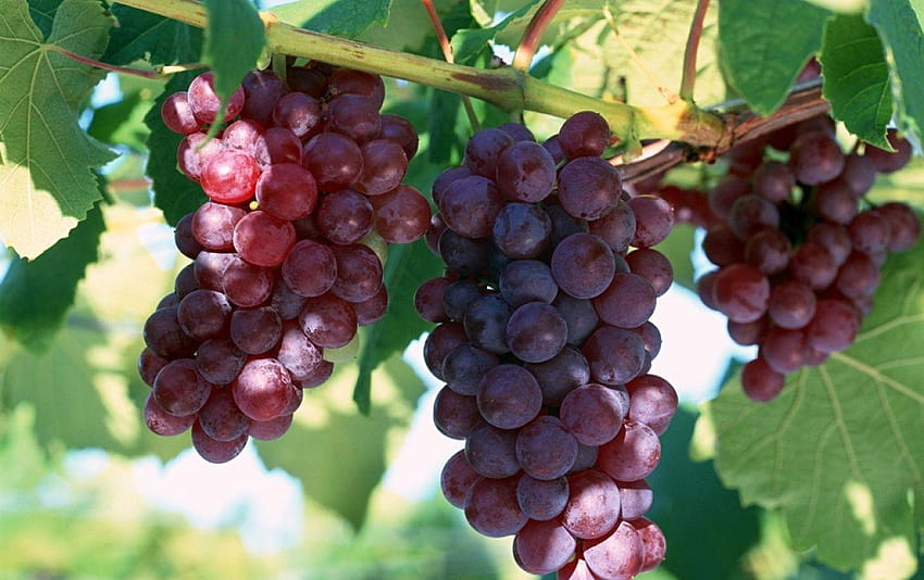 Fresh grapes, graps HD wallpaper