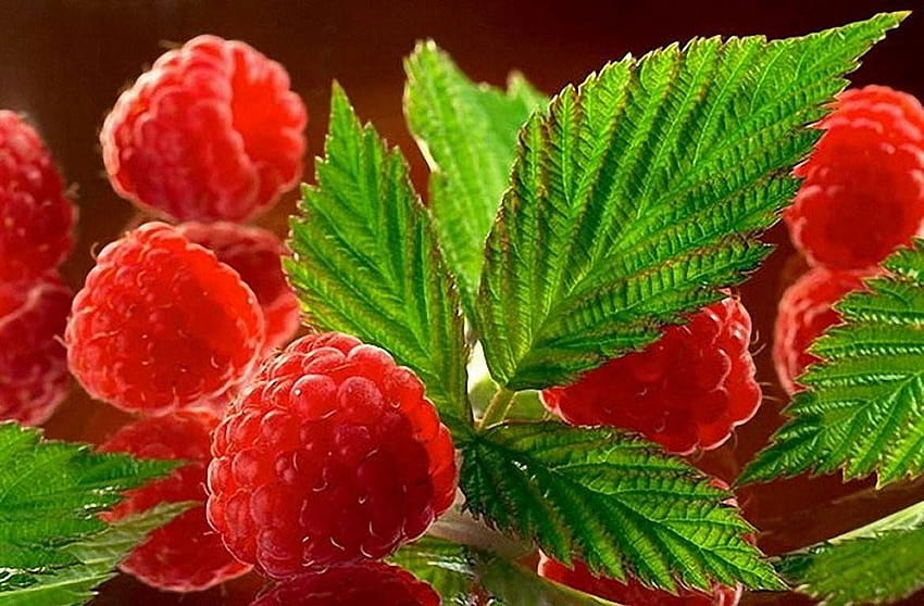 CC3322 Color : Flower Red Nature Flowers, strawberry flower HD wallpaper