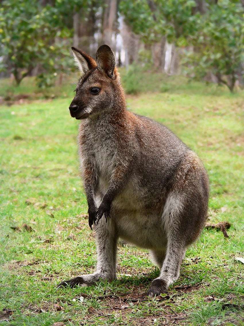 Necked Wallaby HD phone wallpaper