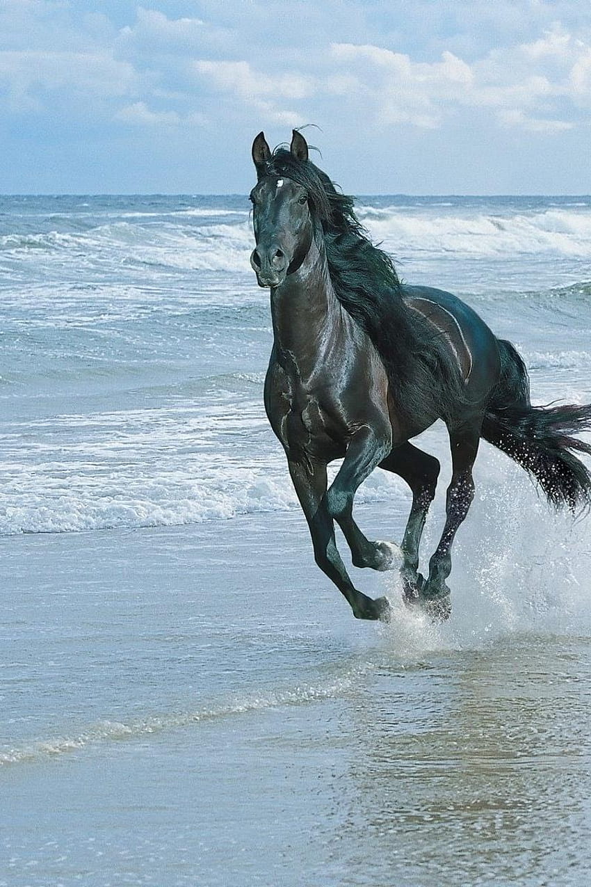 Horse, Beach, Running, Sand, Spray, running horse mobile HD phone wallpaper