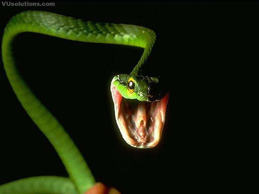 4 Snake Cobra, spitting cobra HD wallpaper