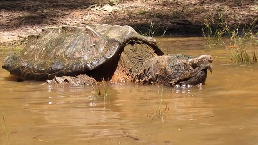 Bare, snapping turtle HD wallpaper