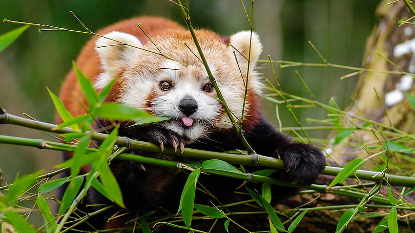 Red Pandas Eating Bamboo, cute red pandas HD wallpaper