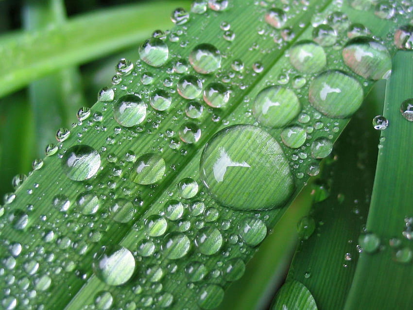 Dew drops on leaves., dewdrops HD wallpaper