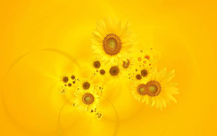 Bright Yellow Sunflowers HD wallpaper