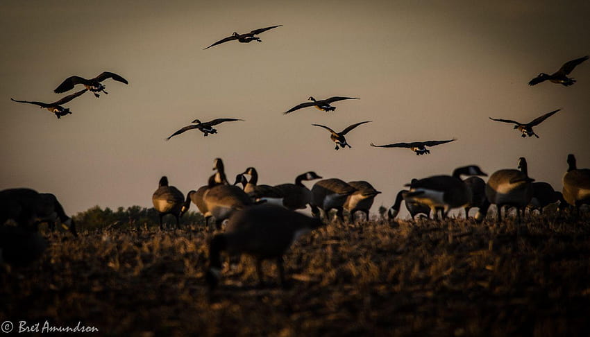 Goose Hunting, canada goose logo HD wallpaper