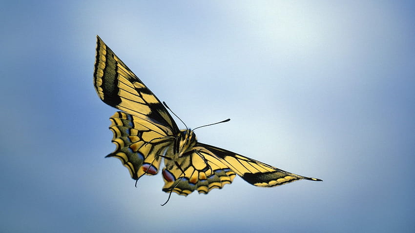 파란색 배경에 검은색과 노란색 나비, 일반적인 호랑이 나비 HD 월페이퍼