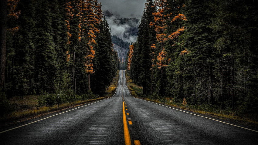 Dark Forest Road, beängstigende Straßen HD-Hintergrundbild