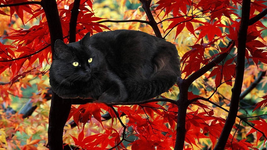 Black White Cat Kitten Is Sitting In Tree Trunk Background Autumn Leaves HD Cat  Wallpapers  HD Wallpapers  ID 88989