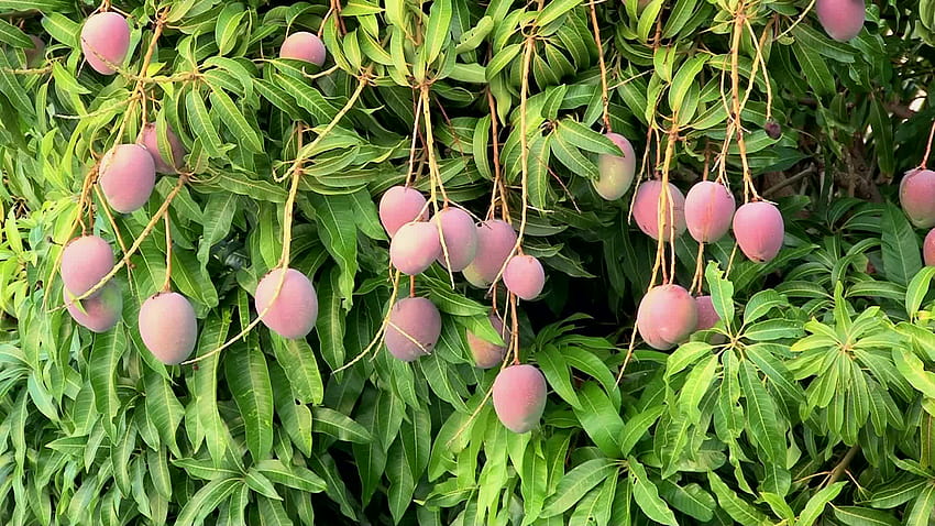 Mango Fruit 0001 HD wallpaper