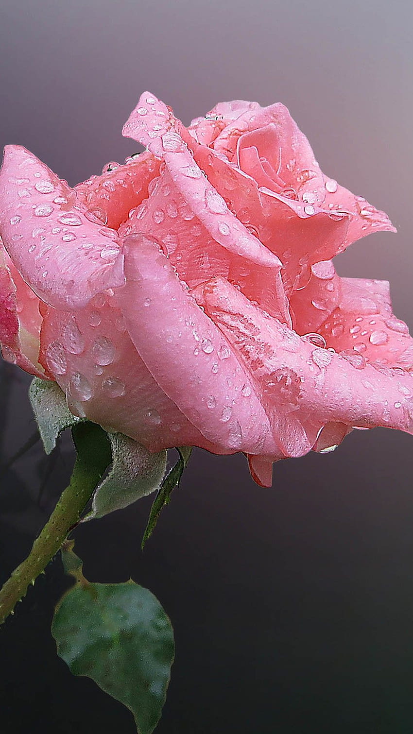 Różowy chiński kwiat róży z kroplami wody iPhone 8, krople wody urosły Tapeta na telefon HD