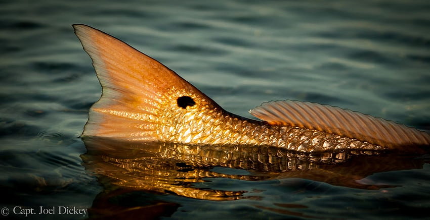 Redfish Backgrounds [1500x770] for your HD wallpaper