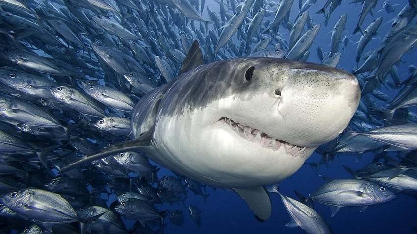 Cute Shark , , tiger shark HD wallpaper