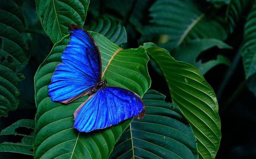 Borboleta azul Morpho, borboletas morfo papel de parede HD