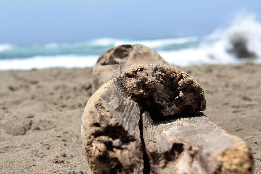 Driftwood plaża Tapeta HD