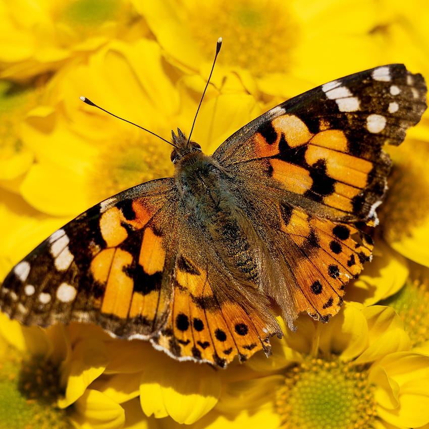 Painted Lady , Yellow flowers, Butterfly, Insects, Closeup, Animals, spring insects HD phone wallpaper