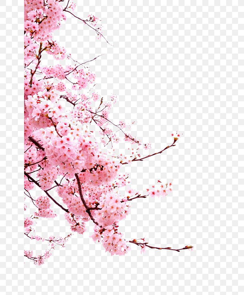 桜Cerasus、PNG、658x991px、桜、ブロッサム、枝、チェリー、花のデザイン HD電話の壁紙