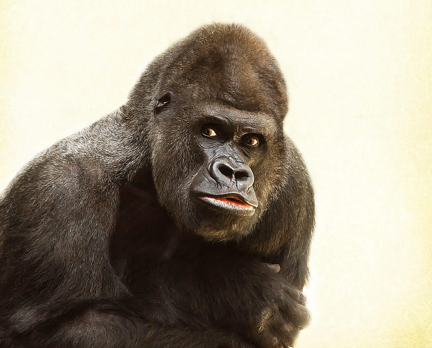 Großer wütender Gorilla HD-Hintergrundbild