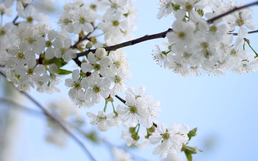 flowers, Blossom, Flowering, Cherry, Tree, Spring, Sky / and Mobile Backgrounds, spring skies HD wallpaper