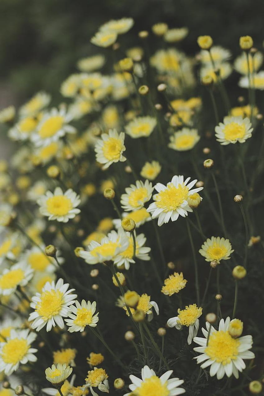 : oxeye 데이지, 캐모마일, 꽃, 들판, 노랑, chamomiles field HD 전화 배경 화면